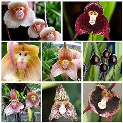 100 semi di orchidea con faccia di scimmia