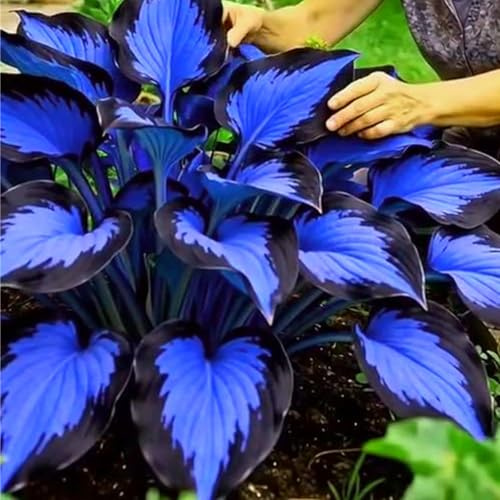 Raro Rizoma Di Hosta,Grande Formato,Resistente,Facile Da Coltivare,Midnight Blue,Perfetta Idea Regalo,Facile Da Pulire.-8Rizoma-D
