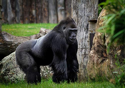 Gorilla Puzzle Spiele Puzzle 1000 Teile für Erwachsene Spiele für Erwachsene Jugendliche und Kinder