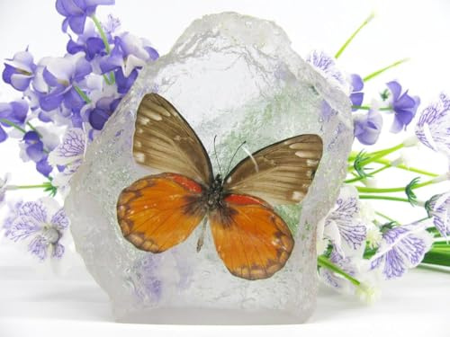 In Kunstharz gegossene Schmetterlinge, Insekten, Skorpione und mehr. Briefbeschwerer, Icemountain, nicht scharfkantig (Schmetterling 28)
