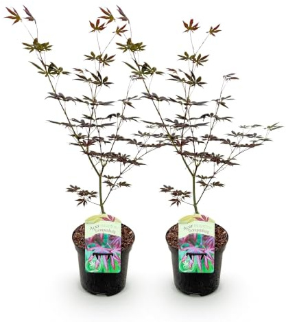 GreenboutiQ - Plante de terrasse - Érable japonais - Acer palmatum Trompenburg - Violet foncé - 2 Plantes - Feuillages caduques - Pot 19cm Hauteur 70cm