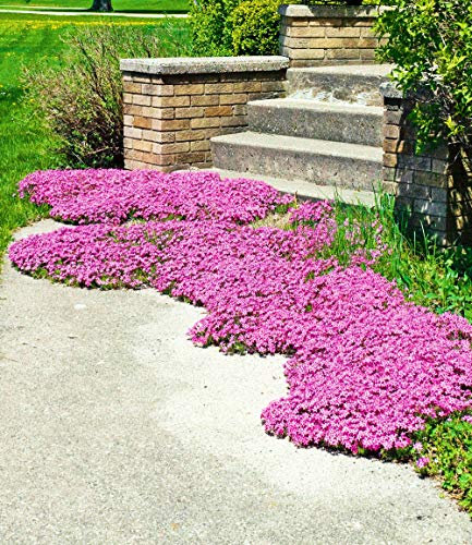 Ultrey Seed House - Fragrance Long Haired Mountain Thyme Seeds Sand Thyme Creeping Carpets Groundcover Perennial Flowers Stonecrop Seed Hardy Perennial
