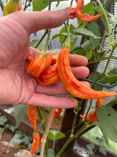 Chili Sugar Rush Stripey Samen (Weltneuheit) 10 Samen