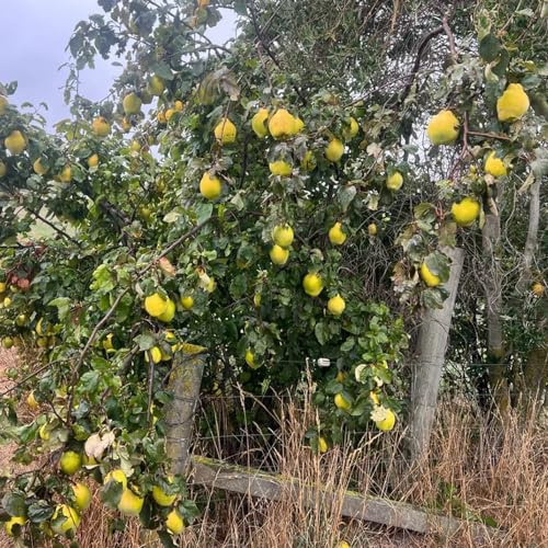 Quittenbaum exotische zimmerpflanzen biosaatgut zwergobstbäume pflanzensamen dachbegrünung säulenobst hochbeete für garten winterharte kübelpflanzen spalierobst obstpflanzen 55samen