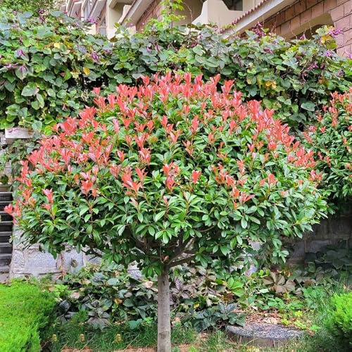 semillas de photinia Red Robin - trepadoras jardín rocas Decoración 700pcs