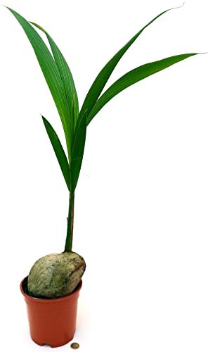 POWERS TO FLOWERS - PIANTA DEL COCCO, COCOS NUCIFERA, VASO 16 CM DIAMETRO, ALTEZZA 140CM, pianta vera