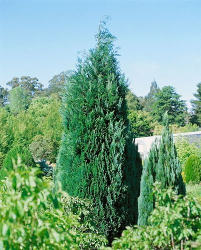 Blaue Säulenzypresse Chamaecyparis lawsoniana Alumii 80-100 cm winterhart