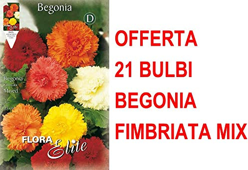 OFFERTA 21 BULBI BEGONIA FIMBRIATA MIX DI COLORI BULBS BULBES