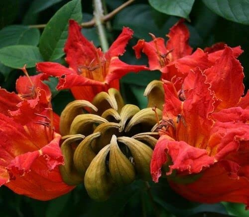 10 Semi di Spathodea Campanulata Seeds ONLY