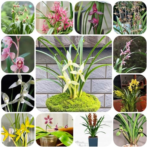 Semi di orchidea, Cymbidium, autunnali resistenti da balcone regali per gli amanti del giardino semi di da appartamento giardino recisi rare selvatici 250pcs