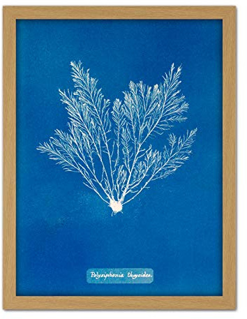 Artery8 Atkins Brittisk Alger Foto Thuja Liksom Polysiphonia Konstverk Inramad Väggkonst Tryck 45 x 24 tum