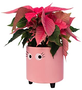 Fisura - Macetero Original con Diseño de Ojos. Macetero Decorativo Interior. Maceta de Cerámica Rosa para Flores y Suculentas. 13 x 12,5 cm.