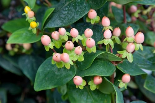 Hypericum inodorum 'Magical Beauty' 20–30 cm – Winterhart, Mehrjährig, Pflegeleicht – Johanniskraut – Zierstrauch für Beet & Kübel