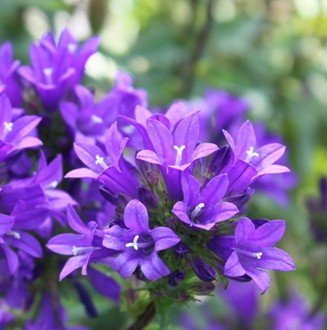 SD1500-0261 Campanula/Tufted Campanula-Blumensamen, seltene blaue Farbe Blütenblätter, nicht gentechnisch verändertes Saatgut (ca. 500 semi)