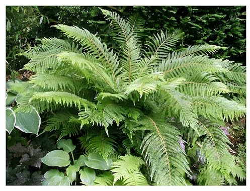 Stauden Gänge 5 x Polystichum setiferum 'Herrenhausen' Filigranfarn | Immergrüner Farn für Halbschatten bis Schatten, mehrjährig, 1 L Topf (11x11 cm)