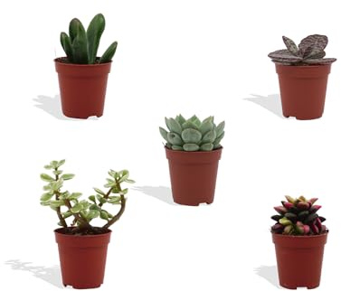 DutchLeafs Mini-Sukkulenten Mix 5 Stück Verschiedene Mini-Sukkulenten - Topf 5,5 cm - Kleine Pflanzen Mischung Sukkulenten Starter Set Pflegeleichte Zimmerpflanzen - Höhe 8-15 cm