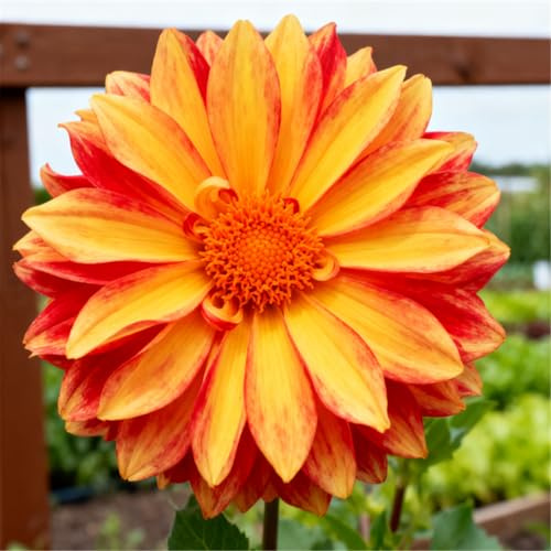 Dalias perennes para jardines - Disfrútalas durante años después de plantarlas - Fáciles de cuidar-8 PCS-C