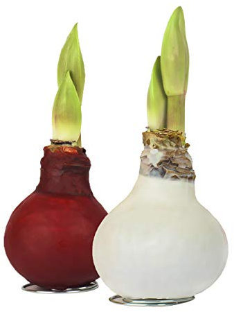 2x Echte Amaryllis gewachst/wax X-MAS ROT + WEISS - Amaryllis Hippeastrum bunte Blumenzwiebeln lange haltbar, pflegeleichte Zimmerpflanze mit großer Blüte, tolle tischdeko Weihnachten - Geschenkidee!