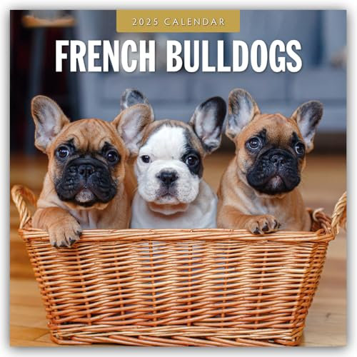 French Bulldogs 2025 Square Wall Calendar