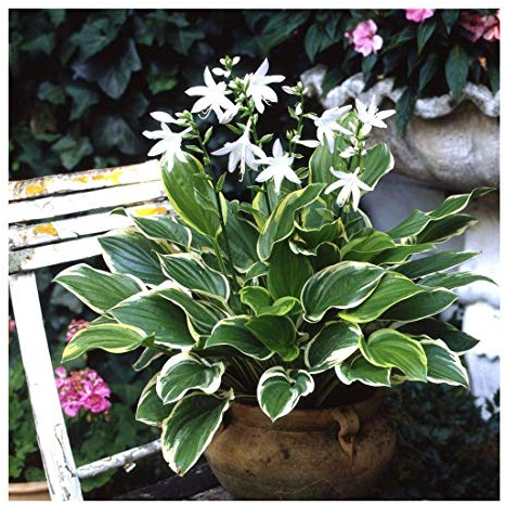 Stauden Gänge 3 x Hosta plantaginea 'So Sweet' Funkie winterhart | Duftende Funkie mit cremeweiß gerandetem Laub für Schatten, mehrjährig, winterhart, Bodendecker, 1 L Topf (11x11 cm)