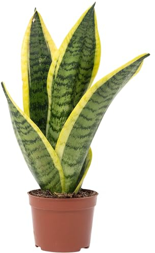 Bogenhanf - pflegeleichte Zimmerpflanze, Sansevieria trifasciata Superba - Höhe ca. 30 cm, Topf-Ø 9 cm