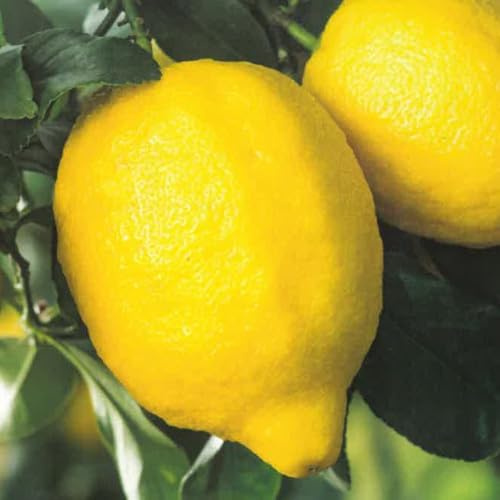 PIANTA DI LIMONE ZAGARA BIANCA in fitocella - età 2/3 anni (foto reali)