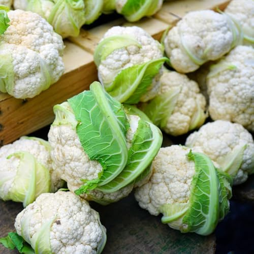 semillas de coliflor del jardín exóticas elevado decoración 800pcs