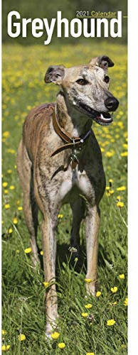 Greyhound 2021: Original Avonside-Kalender - Slimline [Mehrsprachig] [Kalender] (Slimline-Kalender)
