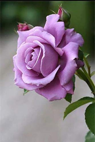 Genipap Semi di palma da dattero pigmeo