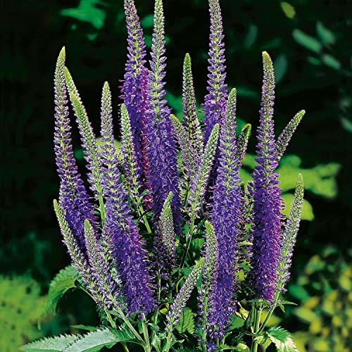 GARTEN SCHLÜTER® Ehrenpreis 'Blauriesin' | Wiesenehrenpreis (Veronica longifolia) - 1 Pflanze