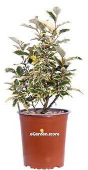 Pianta di Eleagnus X Ebbingei Viveleg Pianta di Eleagnus variegato pianta da esterno cespuglio di Eeleagnus Variegato pianta ornamentale pianta vera venduta da eGarden.store (Vaso 19 cm)
