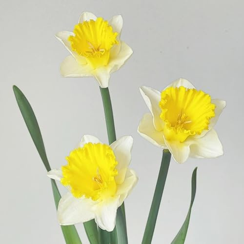 4bulbi da narcisi - aconiti invernali, per balcone di narcisi perenni resistenti, aconiti invernali perenni resistenti