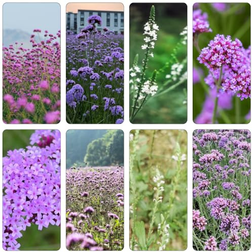 eisenkraut blumengarten balkon deko herbstblumen pflanzenkübel dachbegrünung kräuterpflanzen mehrjährige blumensamen winterharte stauden für pralle sonne garten hochbeet 35samen