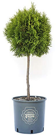 Vannucci Piante - Thuja occidentalis Smaragd, Mini alberetto, Pianta vera in vaso, Conifera, Pianta da terrazzo