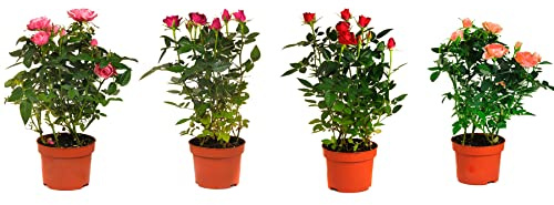 Rosal Mini DECOALIVE Set de 4 Unidades Plantas con Flores de Colores (8436601573759)