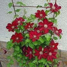 Semi di salvia bianca 100 pezzi: semi