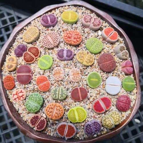 600 piezas semillas de lithops interior Decoración con suculentas abeja jardín resistentes