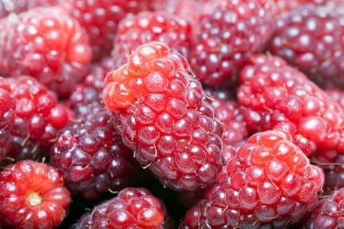 Vivaio Garden Forest Pianta di Loganberry H 110 cm | Rubus loganobaccus, Ibrido Mora Lampone Senza Spine, Frutti Grandi Rosso Violaceo, Rampicante da Spalliera