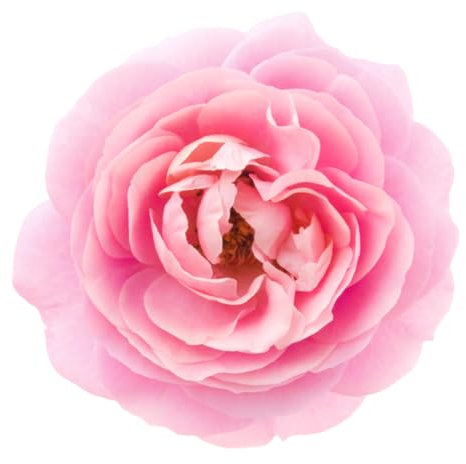 Floribunda Rose Plants, 'Special Anniversary', 1 x Full Plant in a 5 Litre Pot, Rose Bush, Garden Ready and Ready to Plant, Premium Quality Garden Roses