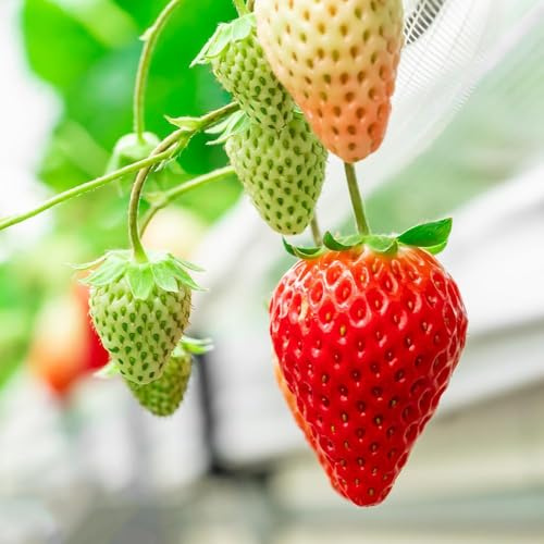 50samen erdbeeren mehrjährig - garten winterharte, säulenobst bio hochbeet für balkon erdbeerbaum obstbaum topfpflanzen, klettererdbeeren winterhart,