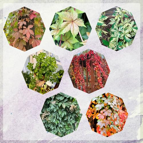 semi resistenti di vite selvatica - Parthenocissus quinquefolia - balcone rampicanti decorazione soggiorno giardino 300pcs