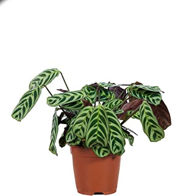 PLNTS - Ctenanthe Burle Marxii - Zimmerpflanzen, Pflanzen Echt, Nachhaltige Verpackung - Höhe 49cm - Direkt von der Gärtnerei