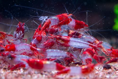AquaBreedingSkill Lot de 10 Crevettes – Crevettes Vivantes pour Aquarium – Naines Neocaridina, Habitants Pacifiques pour Aquariums, Taille 1,5-2 cm (Red Rilli)