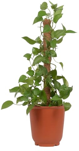 Bieger Coco Coir Moos Pole – Plantes grimpantes naturelles – Inserts de support, grille d'extension | Barres d'entraînement pour plantes d'intérieur Monstera Philodendron Pothos pour plantes