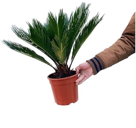 Palmera Natural de Exterior Conocida como Cyca Revoluta