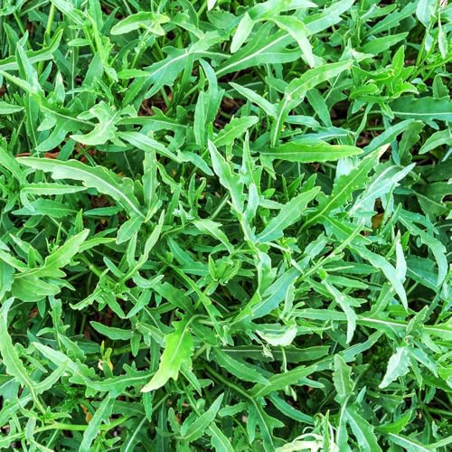 rucolasamen winterhart bio, salatrauke, gewächshaus balkon kräutergarten deko garten bodendecker stauden 550pcs