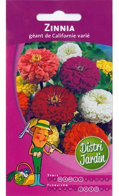 Zinnia géant de Californie varié