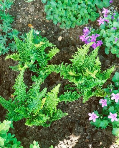 Dryopteris affinis 'Crispa Congesta' 9x9 cm Topf – Winterhart, Immergrün, Pflegeleicht – Schmalblättriger Wurmfarn – Schattenpflanze für Beet & Unterpflanzung