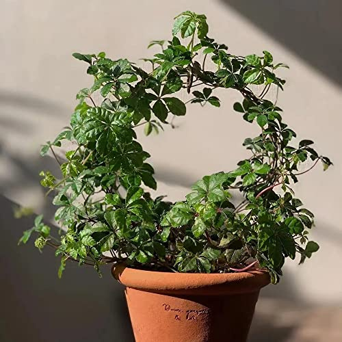 semi di vite selvatica - rare da balcone in esterno resistenti serra esotiche 150pcs