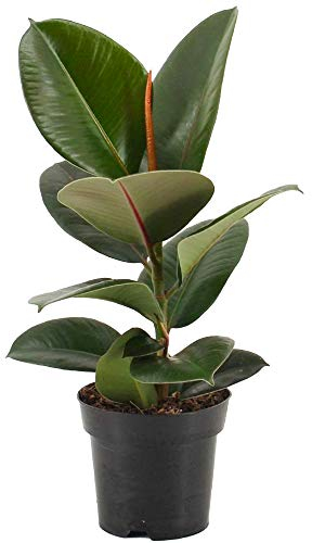 Ficus Robusta Pianta per Interni Pianta del Caucciù, Albero della Gomma per Casa o Ufficio (30-40 cm)